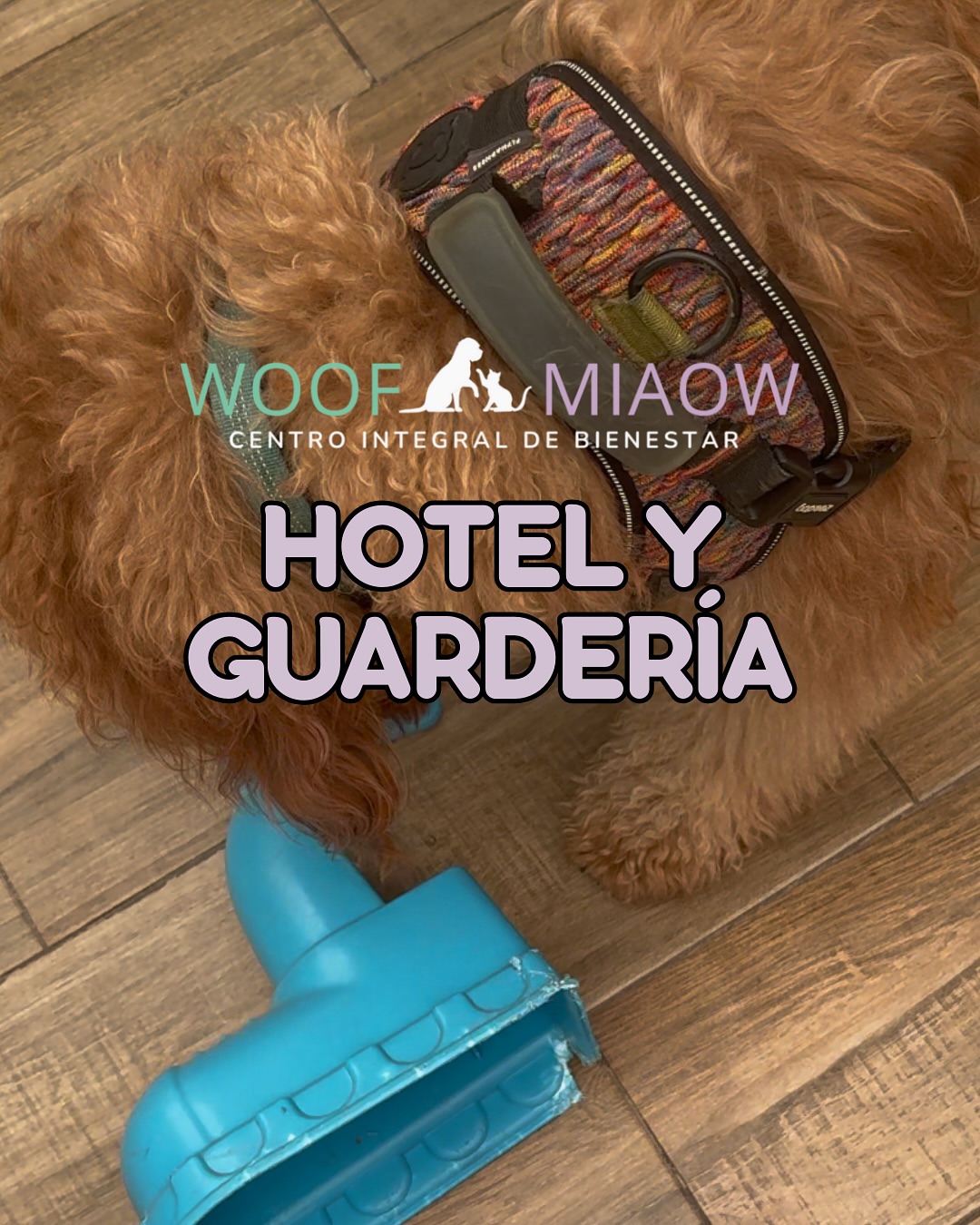 Cachorro jugando en el área de hotel, sin jaulas